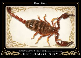 09 GC Entomology - Scorpion